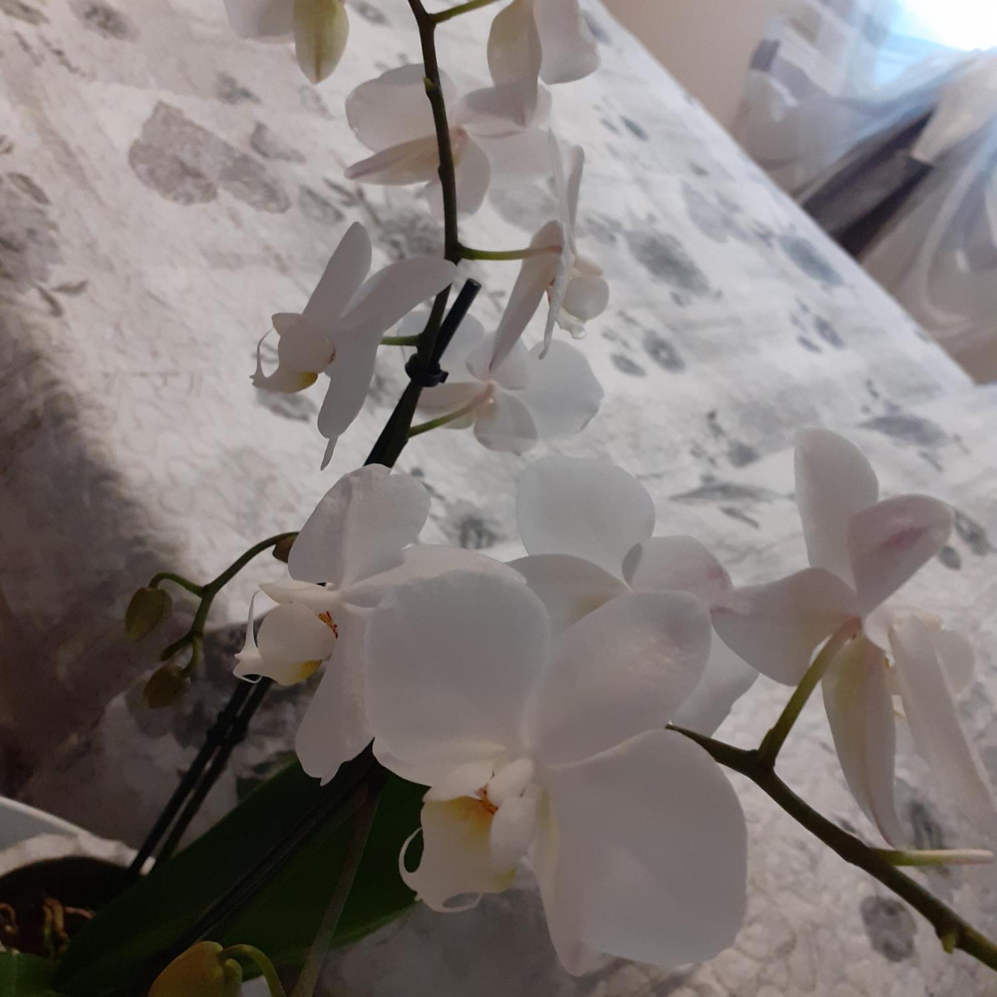 B&B Alla Bon'ora Volpago del Montello Oda fotoğraf
